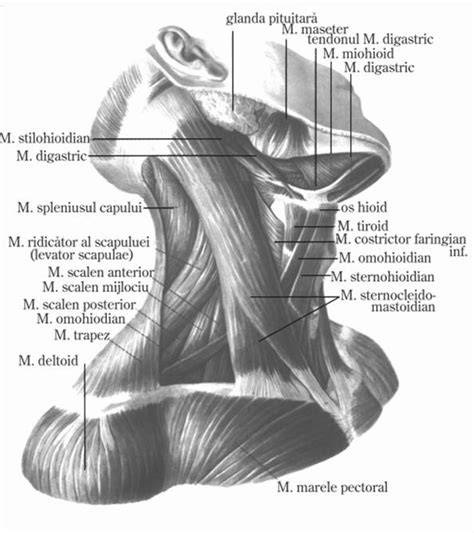 Ghid vizual: anatomia gatului si muschii principali (sternocleidomastoidian, trapez, platysma) pentru intelegerea torticolisului
