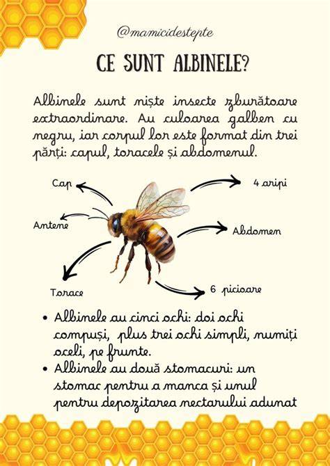 Banana pentru dentiție - vizual informativ despre beneficii