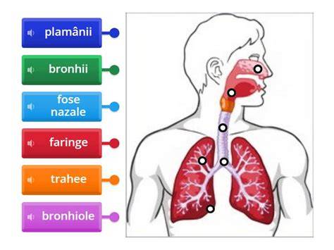 schemă aparat respirator: căi aeriene, trahee, bronhii, alveole