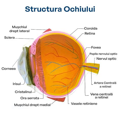 Structura ovocitului uman