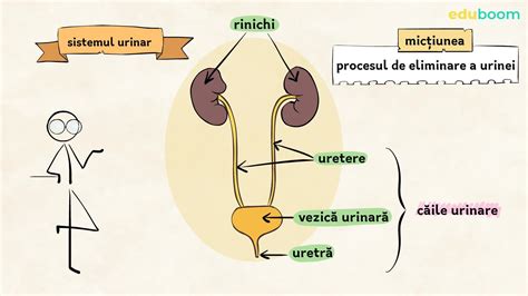 Anatomia tractului urinar feminin