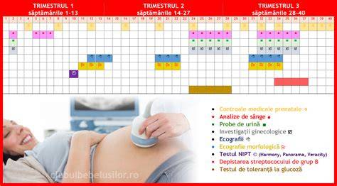 Infografic: calendar analize sarcină pe trimestre