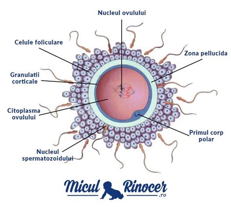 Structura microscopică a unui ovocit uman