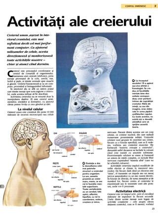 Infografic: Principalele structuri ale creierului la bebeluși și relația dintre ele