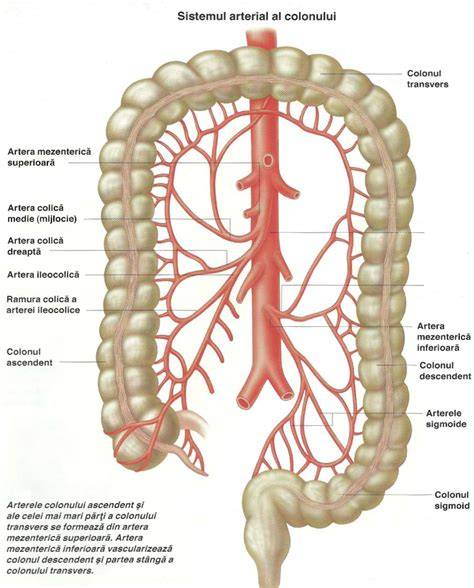 Arteră colică dreaptă: traiectorie în raport cu colonul ascendent și ramuri