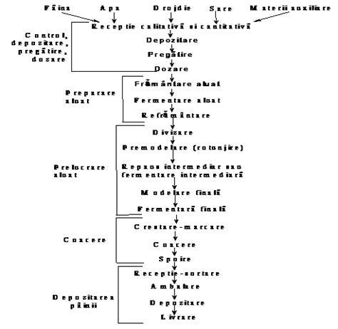 schema operatii cezariană: incizii, extragerea fatului, legarea plancentei