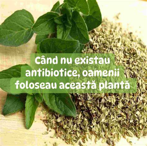 Infografic: plante si produse naturale cu proprietati antibacteriene pentru sarcină