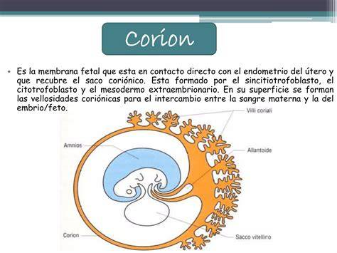 Diagramă structuri anexelor fetale (placentă, amnios, corion, alantoidă, cordon ombilical)