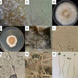 Infografic despre principalele specii de mucegai: Alternaria, Aspergillus, Cladosporium, Penicillium
