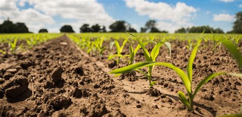 Calendarul optim pentru fertilizarea solului