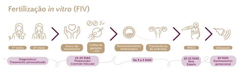 Diagrama procesului de fertilizare in vitro (FIV)