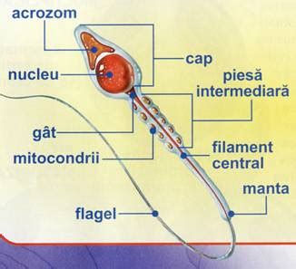 Structura unui spermatozoid