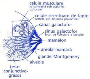 Infografic: Modificari ale sanilor in timpul sarcinii, cum se dezvolta colostrul si areolele