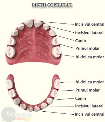 Copil perindandu-si dintii