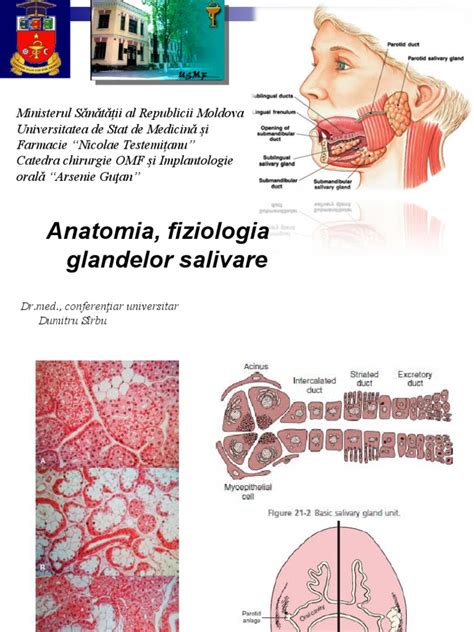Anatomia sânului cu evidențierea glandelor Montgomery