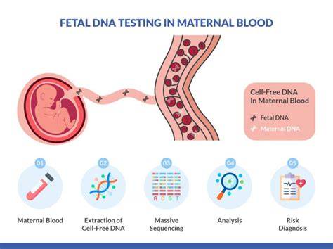 Infografic: Originea cfDNA fetal în circulația materna