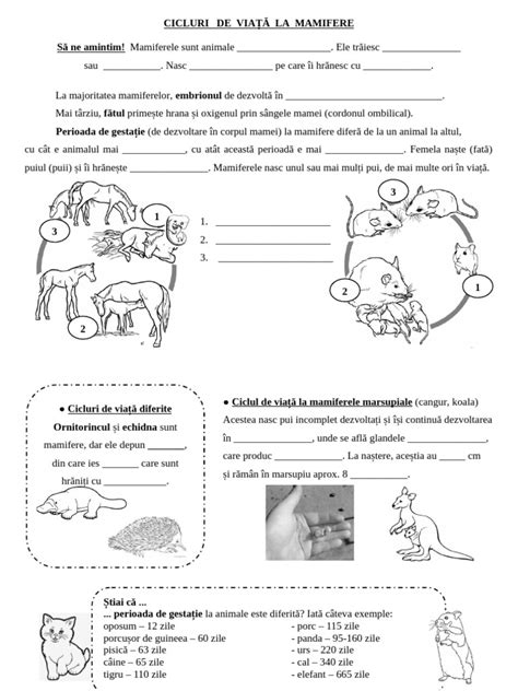 diversitatea formelor corpului la mamifere