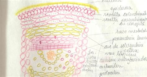 secțiune prin mamelă