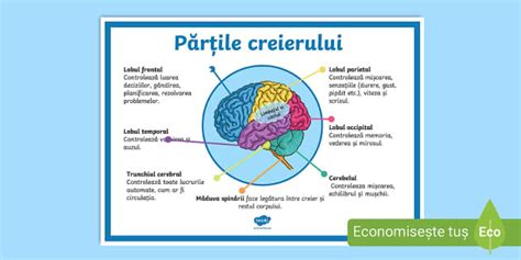 Diagrama creierului uman cu zonele asociate funcțiilor executive evidențiate