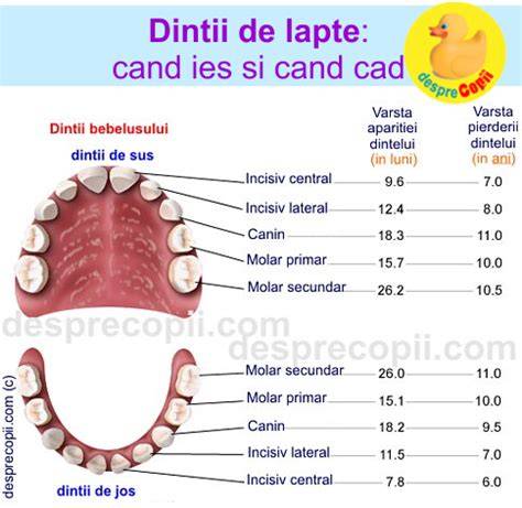 Infografic: factori de risc pentru cariile la dintii de lapte și măsuri preventive