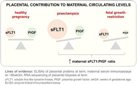 Schema sFlt-1/PlGF ratio in diagnostic si prognostic al preeclampsiei