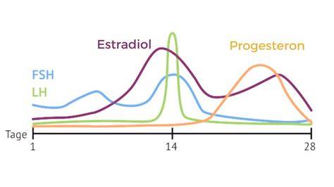 Infografic: Faze principale ale testării fertilității (AMH, FSH, estradiol, progesteron)