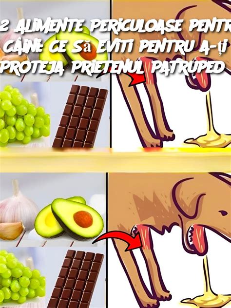 Ilustrație cu alimente sigure și periculoase pentru câini