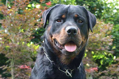 Infografic: caracteristici și cerințe pentru Rottweiler
