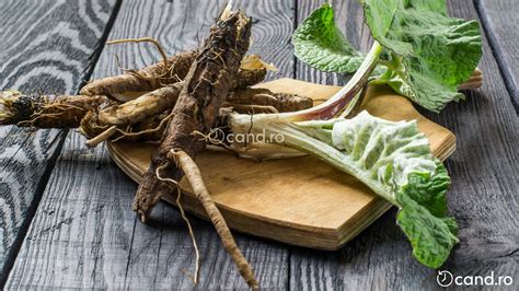 Radacina de brusture