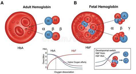 Infografic: Hemoglobina, Hb, HbA1c, HbF și variantele acesteia