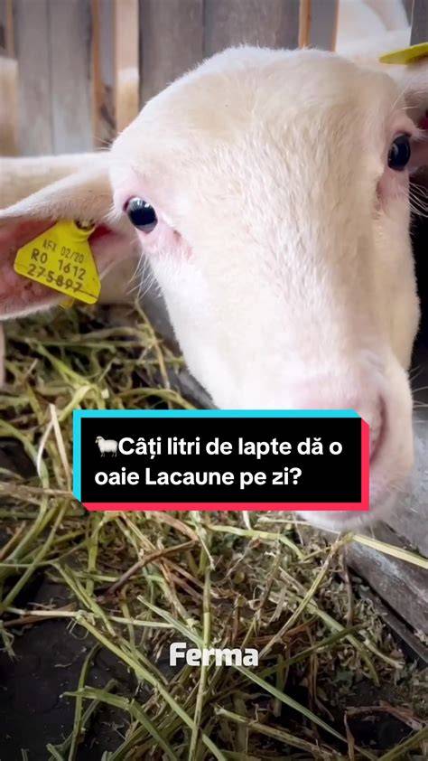 zer de lapte de oaie la ferma