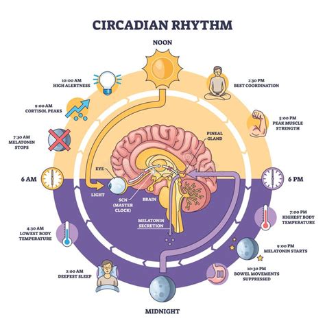 Diagrama ritmului circadian la sugari