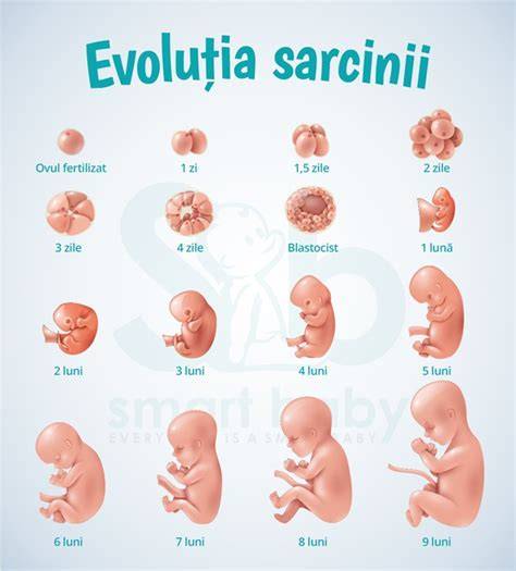Infografic: etapele sarcinii si momente-cheie