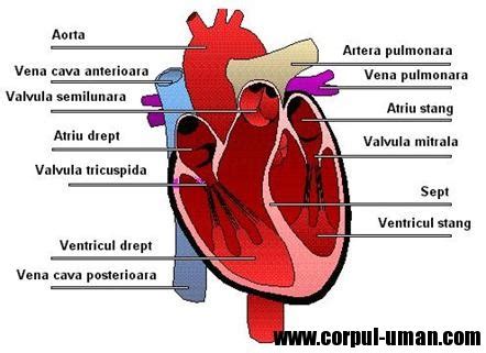 Structura inimii umane