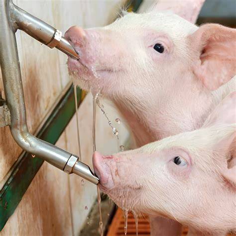 Infografie: Schema sistem adăpare porci cu suzetă și tetină