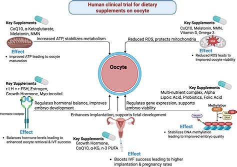 Schema relationship between lifestyle, antioxidants, and oocyte quality