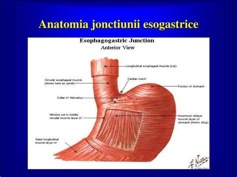 Infografic despre sfincterul esofagian inferior, unghiul His, ligamentul crural si rolul pilorului in bariera anti-reflux