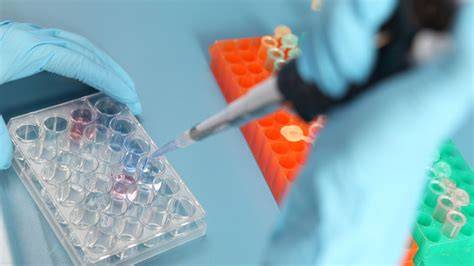 Grafic: pașii fertilizării in vitro