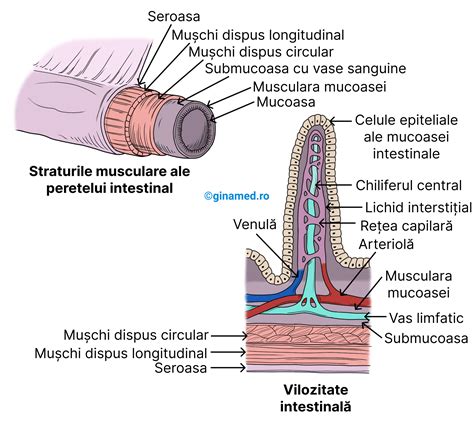 Structura mucoasei intestinale cu vilozități