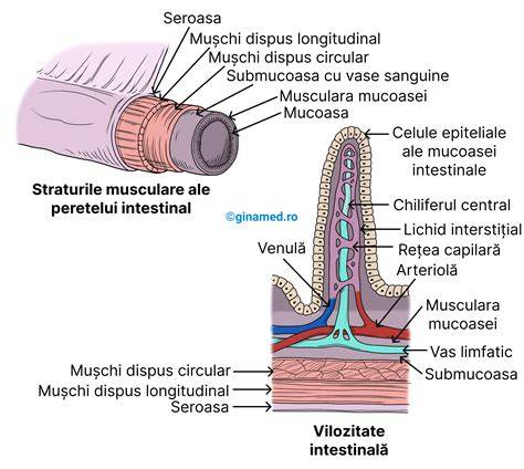 Schema tractului intestinal la sugari
