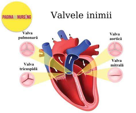 Infografic: Configurația celor patru camere ale inimii, valvele și calea sângelui