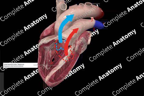 Diagramă a septării septului interventricular și a formării valvelor atrioventriculare