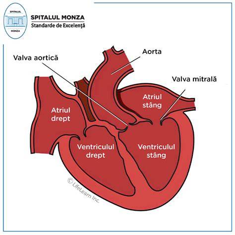 Schema valvei atrioventriculare, cu valva tricuspidă și valva mitrală