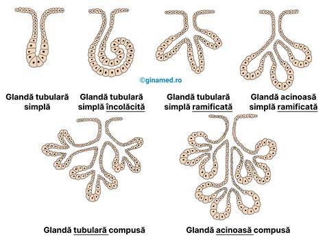Diagramă de flux: de la acin la cisternă și patru canale galactofore