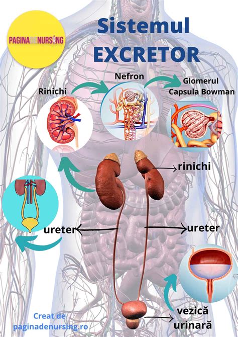 Schema anatomica a tractului urinar