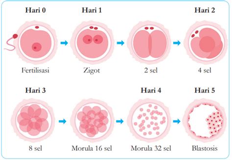 Diagrama dezvoltării embrionare: zigot → morula → blastocist → implantare