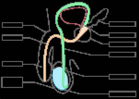 Schema de interdependente ale sistemelor reproductive masculine