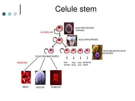 Diagrama tipurilor de celule stem