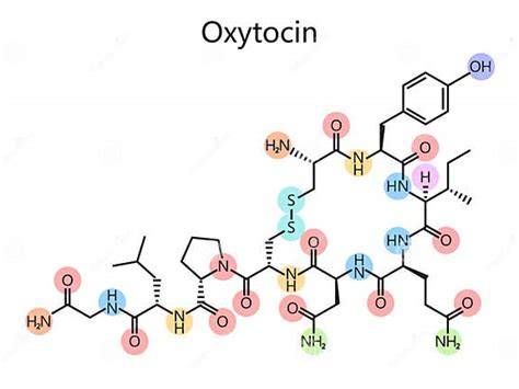 Diagrama conexiunilor: sex, oxitocina, relaxare si lactatie