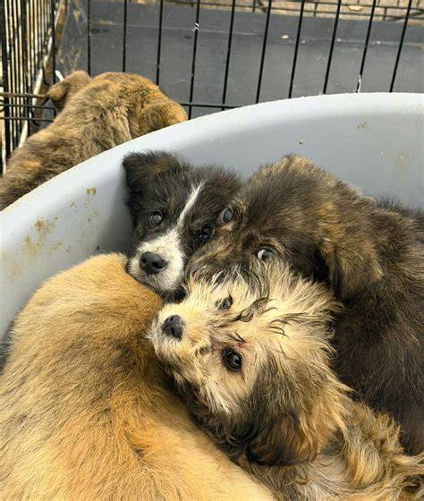 pui de câine uscat pe prosop după baie